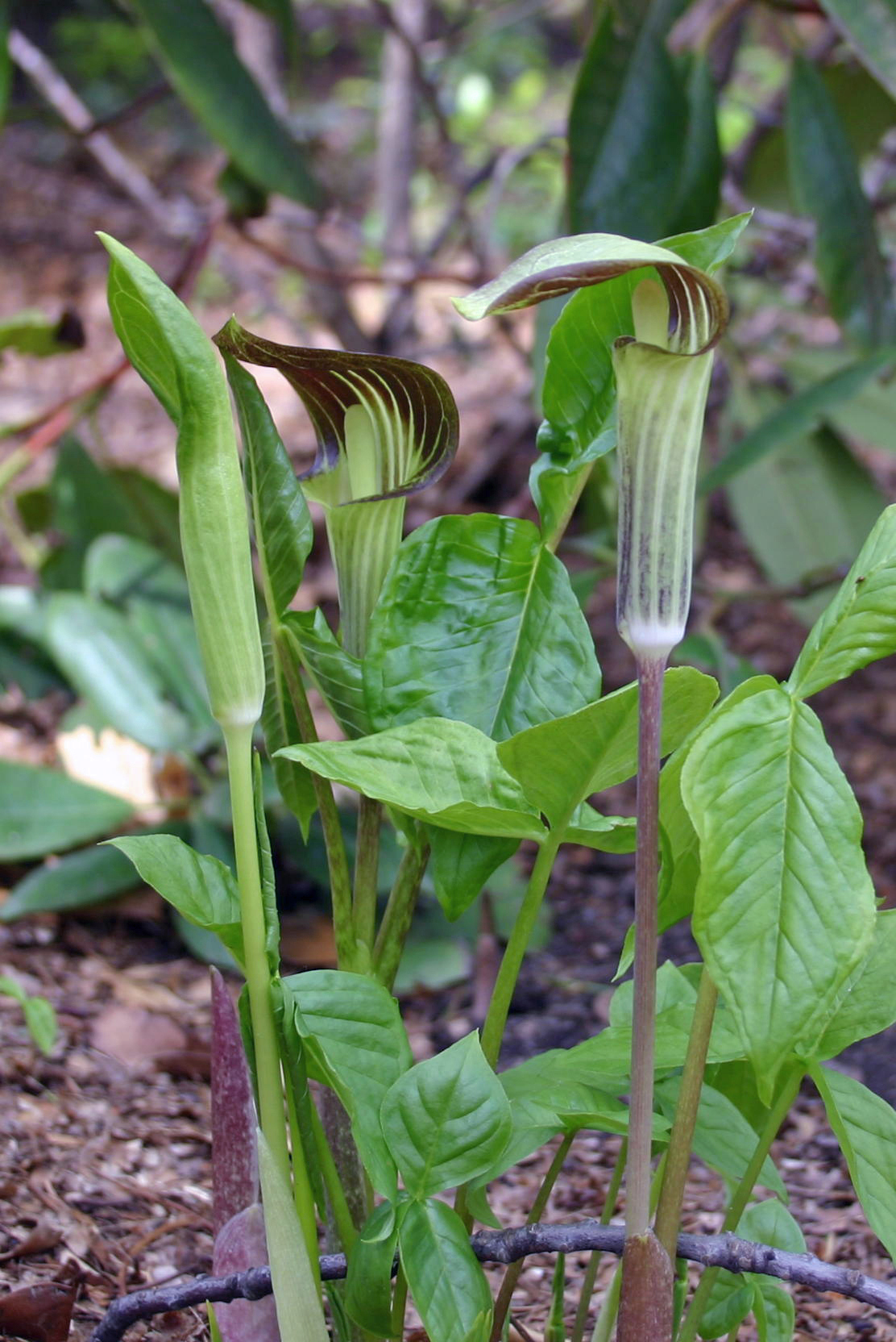 Arisaema triphyllum Qty 48